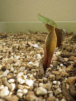 p_0401-002.jpg