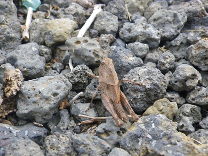p_058.jpg