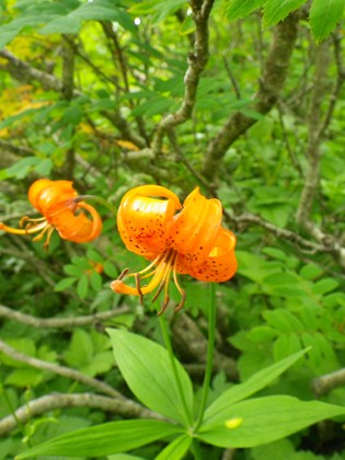 p_033.jpg