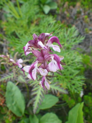 p_077.jpg