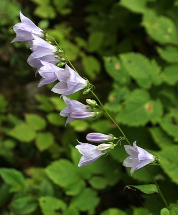 p_010.jpg