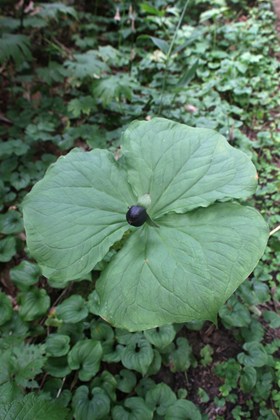 p_056.jpg