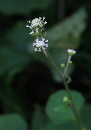 p_087.jpg