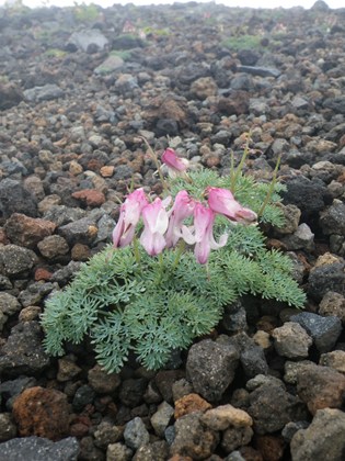 p_040.jpg