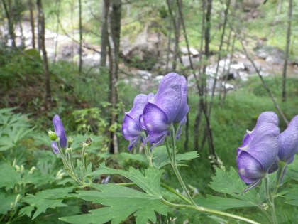 p_078.jpg
