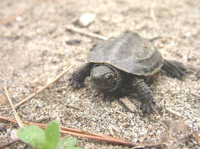 クサガメの子供 流れに逆らう