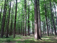MIZUMOTO1