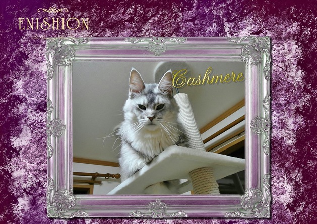 Cashmere¤µ¤ó