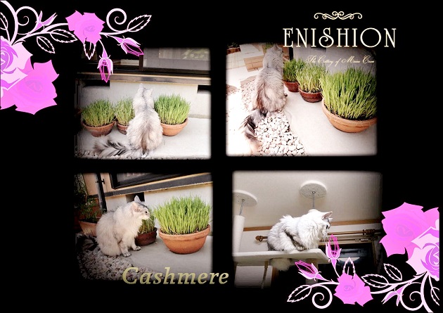 Cashmereさん猫草