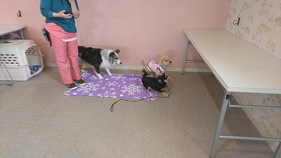 IMG_20190329_111415.jpg