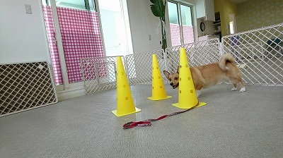 VIDEO_20190711_124145_000246.jpg