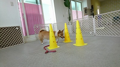VIDEO_20190711_124145_000255.jpg
