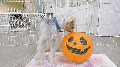 IMG_20190919_130120.jpg