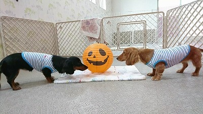 VIDEO_20190919_112537_000104.jpg