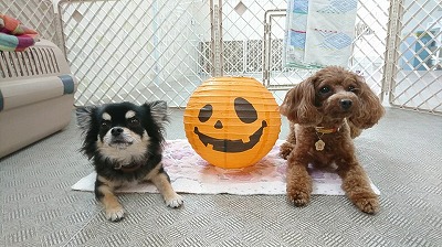 VIDEO_20190919_113349_000026.jpg