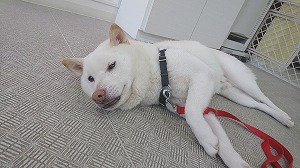 IMG_20200323_105129.jpg