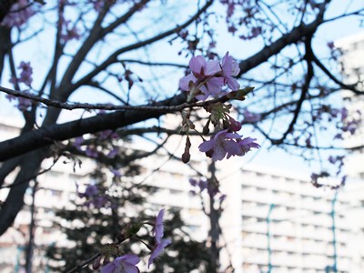 高島平さんぽ
