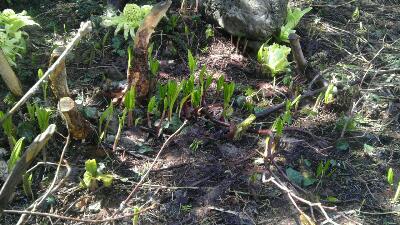 rps20130420_094518.jpg