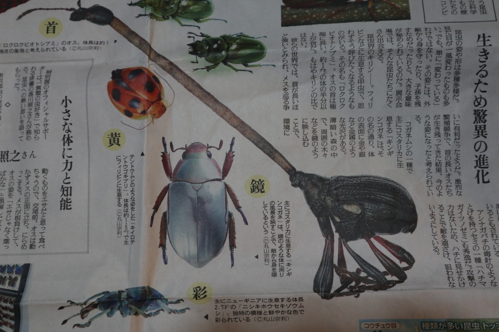 ロクロクビオトシブミ 標本 ペア 呆気ない