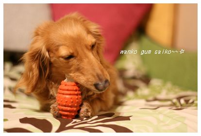 ¥¬¥à¤µ¤¤¤³¡¼¡ª¡ª