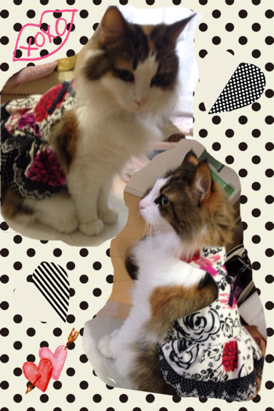 猫 ハーネス おしゃれ