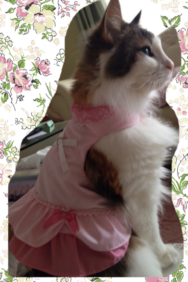 猫 ハーネス スウィートピー