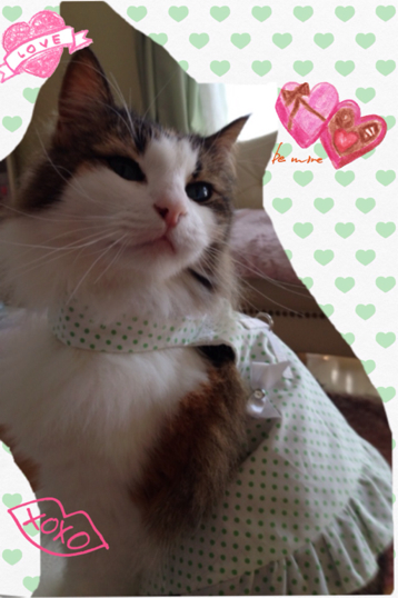 猫 ハーネス 【ライムソーダ】