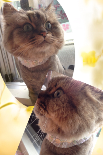 猫の首輪 ロマンティックローズ