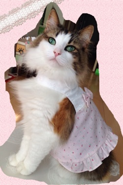 猫 ハーネス ハニーピンク