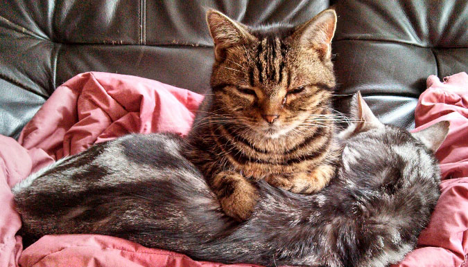 13.CATS.WORKS猫社員