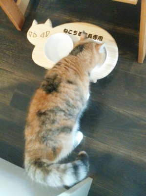 13.CATS.WORKS¥ª¥ê¥¸¥Ê¥ë¥Í¥³·¿¥Õ¡¼¥É¥Æ¡¼¥Ö¥ë¥ß¥Ë¥µ¥¤¥º