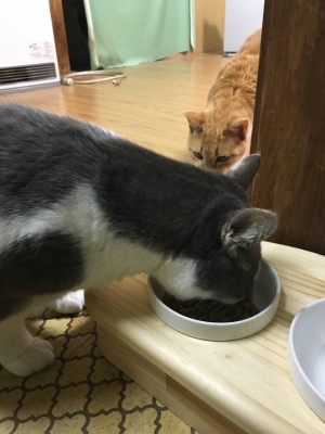 13.CATS.WORKSオリジナルネコ型フードテーブルミニサイズ