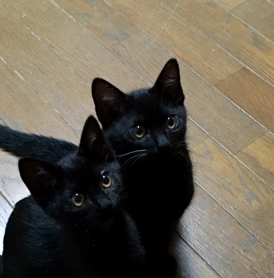 2匹の黒猫