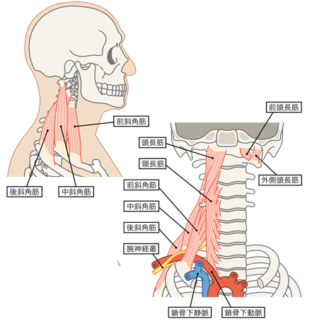 首のリンパの腫れについて 01 鍛え抜くためのブログ