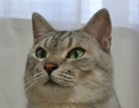 ニャニャ君