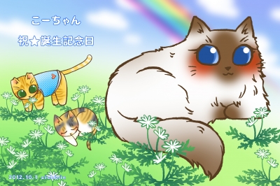 虹の国のこーちゃん