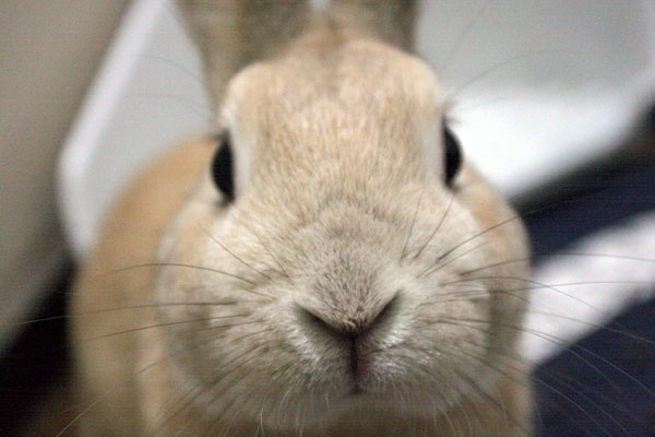 ウサ