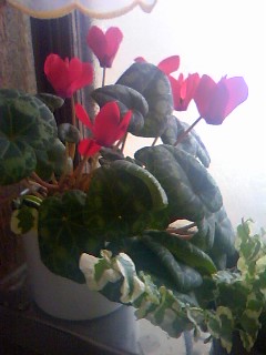 130112_1507~02.jpg