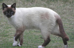 付いてこないでね