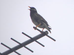 心配親鳥