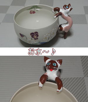 コップシャム猫