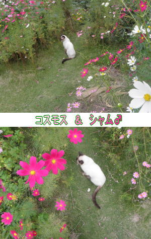 コスモス&シャム猫