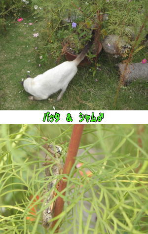 バッタ&シャム猫