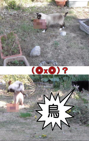 野鳥を咥える猫