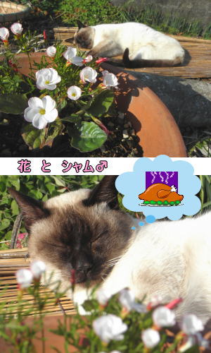 シボリカタバミ