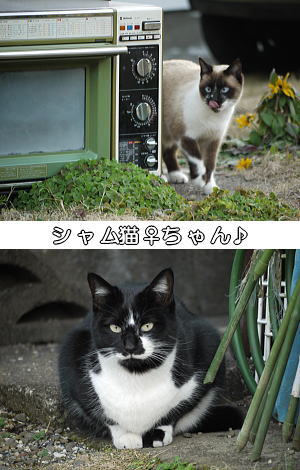 シャム猫と電子レンジ