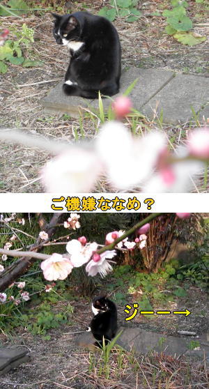 梅の花