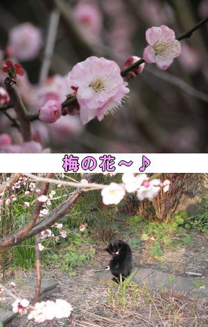 梅