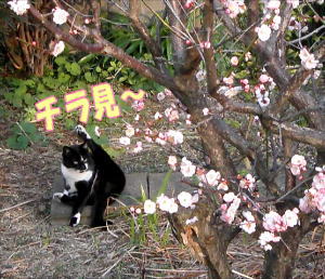 チラ見