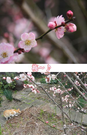 梅の花